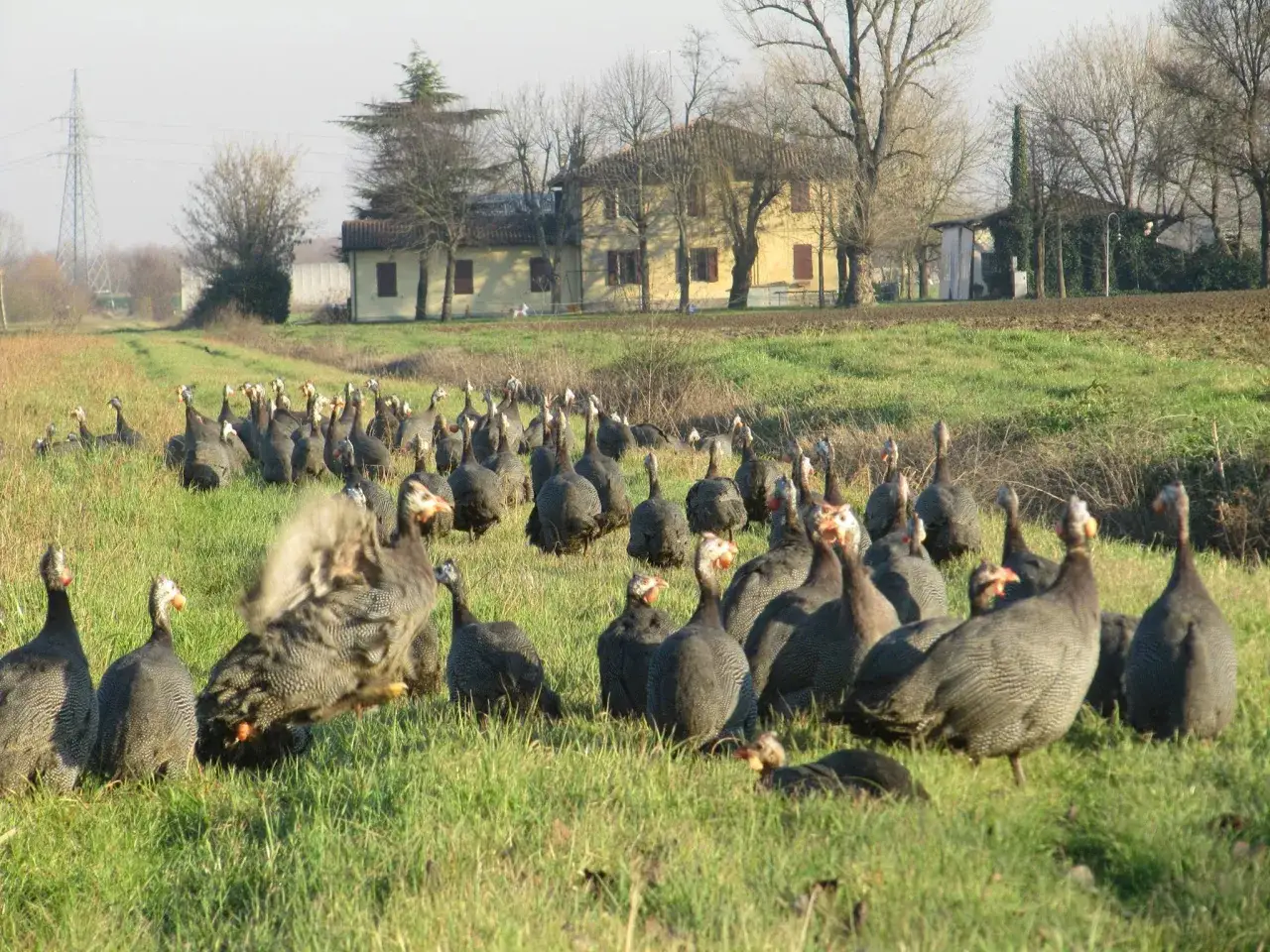 Un gruppo di polli da carne, galline faraone, si muove in un prato verde vicino a una casa rurale.