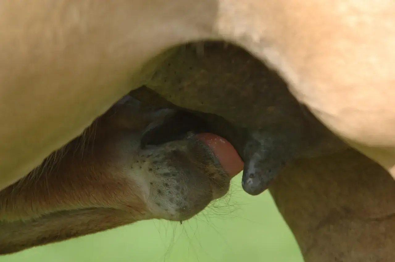 Un poulain tète le colostrum jument, un liquide vital pour son développement.