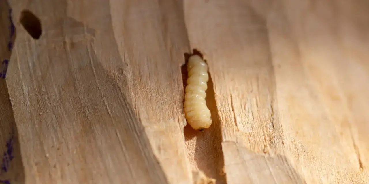 Une larve, peut-&ecirc;tre une mite, &eacute;merge d'un trou creus&eacute; dans le bois.
