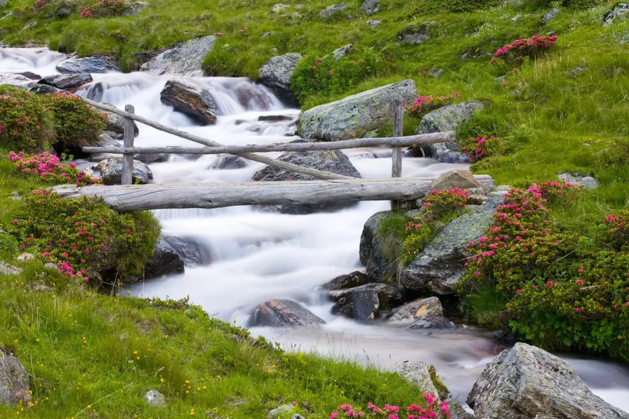 Un ruscello alpino scorre sotto un ponte di legno, circondato da rododendri rosa e rocce, un paesaggio tipico del **Monte Corno**.