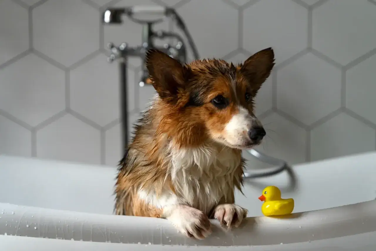 Mokry corgi w wannie z gumową kaczką. Idealna temperatura wody do kąpania psa to taka, która jest komfortowa dla Ciebie.