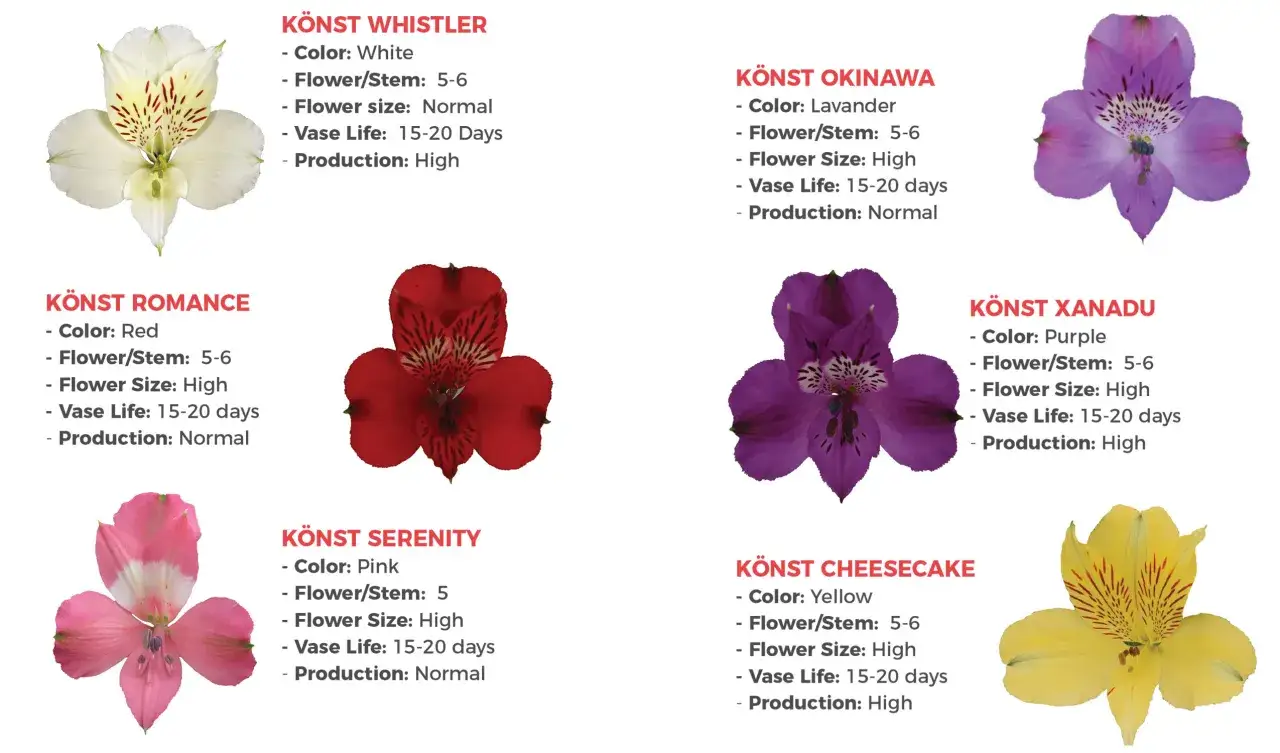 Alstroemeria: biała, czerwona, r&oacute;żowa, lawendowa, fioletowa, ż&oacute;łta. R&oacute;żne odmiany i ich znaczenie.