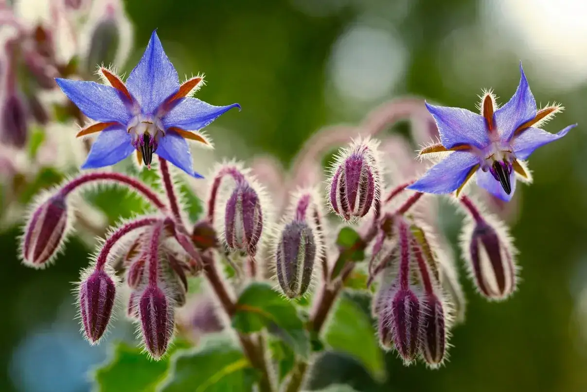 Fleur bleue étoilée, une fleur qui se mange, avec des bourgeons velus et des tiges pourpres.