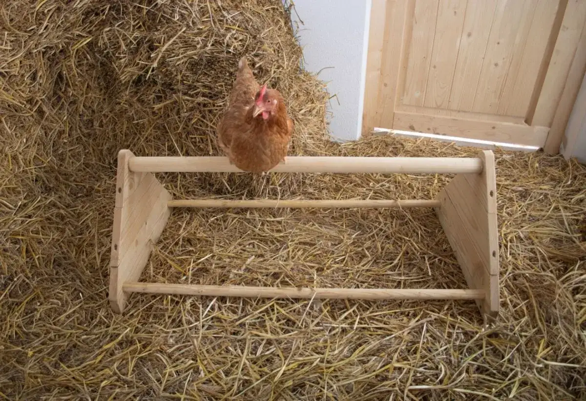 Ein braunes Huhn sitzt auf einer Sitzstange in einem Stall mit viel Stroh. Die artgerechte **Huhn Haltung** ist hier gut zu erkennen.