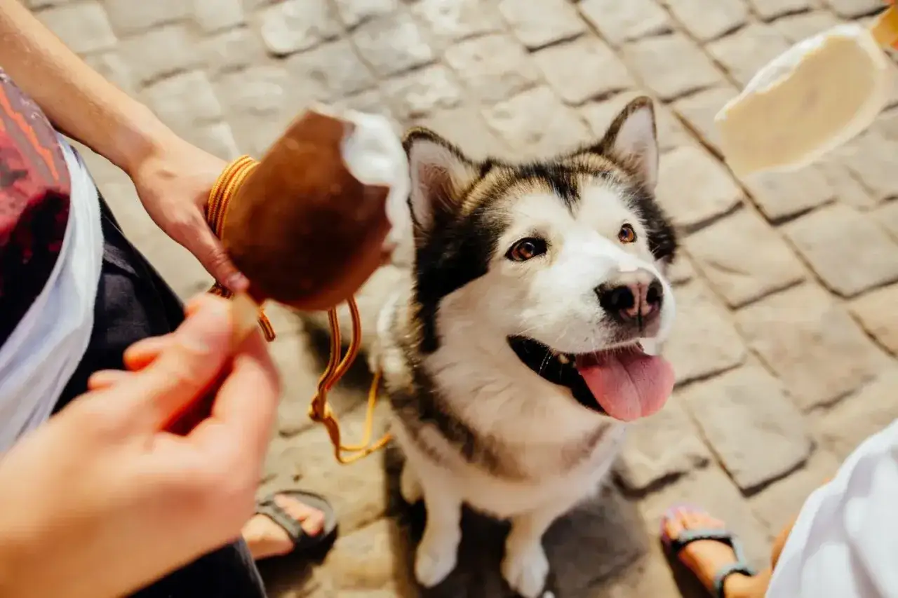 Czy pies może jeść lody śmietankowe? Ten uroczy piesek z pewnością ma na to ochotę, patrząc na podawany mu przysmak.