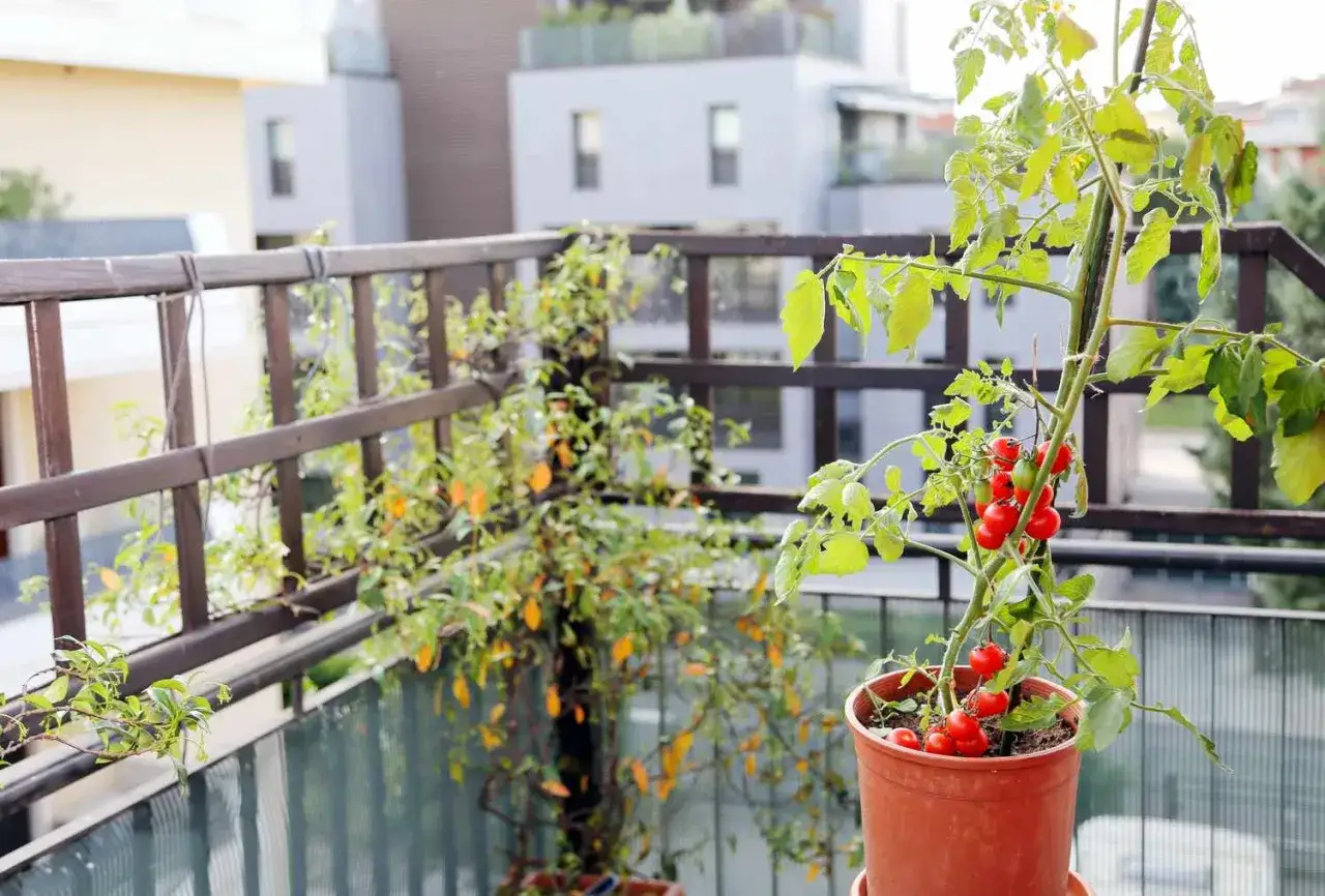 Tomaten selber pflanzen auf dem Balkon: Eine Pflanze mit reifen roten Tomaten im Topf, daneben eine weitere Pflanze mit gelben Früchten.
