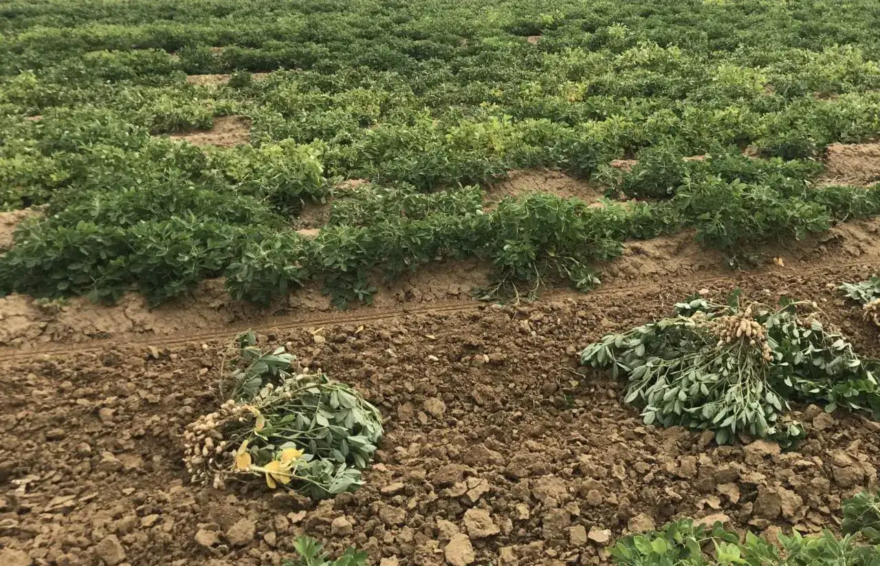 Campo di arachidi appena raccolte, con piante verdi e terriccio. La semina arachidi è un processo che porta a questo raccolto.