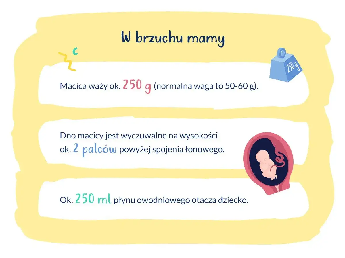Kiedy czuć ruchy dziecka? Macica waży ok. 250g, a płyn owodniowy otacza malucha.