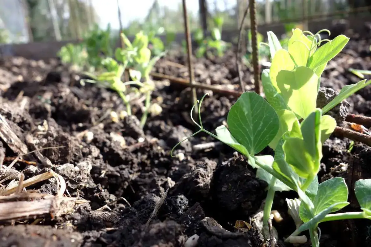 Jeunes pousses de petits pois dans un sol sombre, prêtes à pousser. Le moment idéal quand semer petit pois est arrivé.