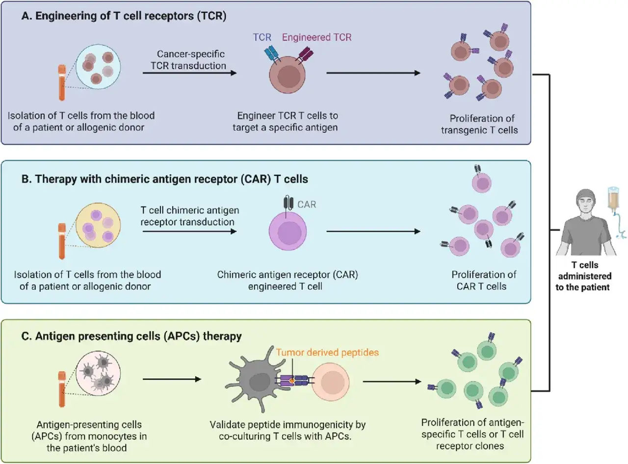 Schema illustra ingegnerizzazione cellule T per terapia monoclonale: TCR, CAR e APC. Cellule modificate proliferano e vengono somministrate al paziente.