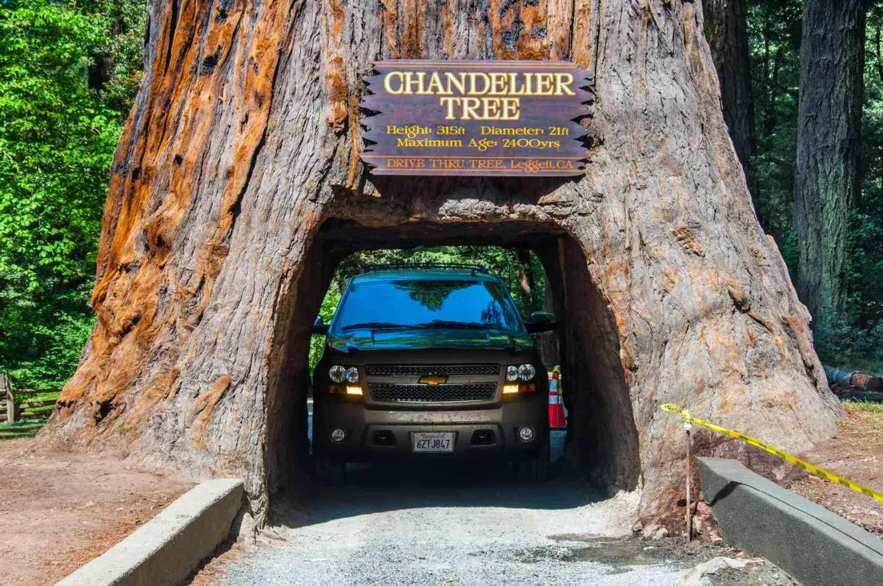 Gdzie rosną sekwoje? W Kalifornii, w Leggett, można przejechać samochodem przez gigantyczną sekwoję Chandelier Tree.