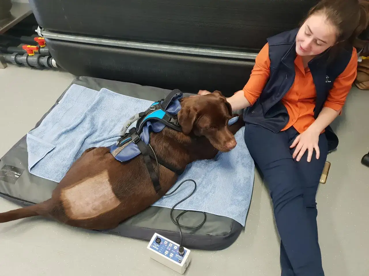 Un cane marrone con un'imbracatura blu è sdraiato su un tappetino. Una donna in camicia arancione e gilet blu gli accarezza la testa. Si nota un'area rasata sul fianco del cane, forse legata a un trauma alla colonna vertebrale e ai suoi sintomi.