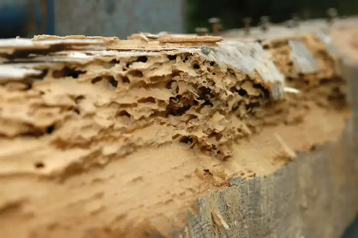 Madera carcomida por termitas, lista para tratamiento con &aacute;cido b&oacute;rico.