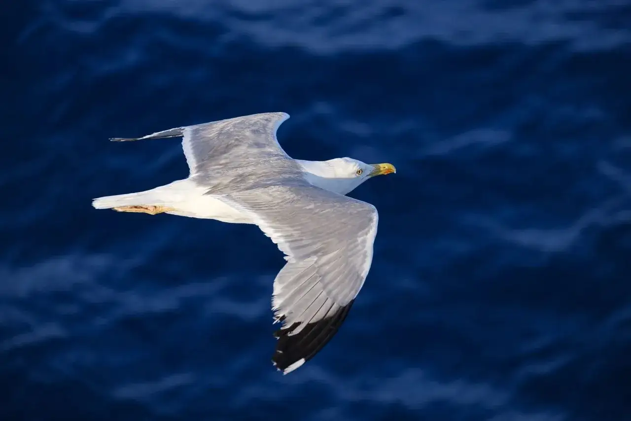 En måsen flyger över det mörka havet, dess vingar sträckta. En bok om måsar skulle kunna beskriva denna vackra fågel.