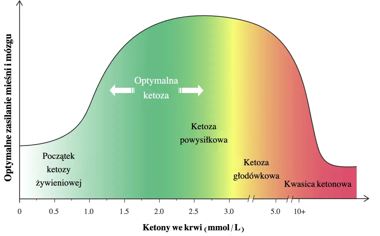 Wykres pokazuje optymalne zasilanie mięśni i mózgu w zależności od poziomu ketonów we krwi. Od początku ketozy żywieniowej, przez ketozy powysiłkową i głodówkową, aż do kwasicy ketonowej.