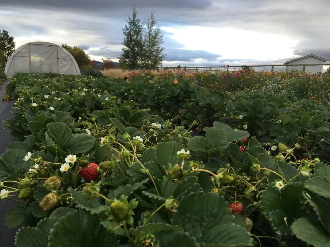 Field of day neutral strawberry plants with ripening fruit and white blossoms. A greenhouse and flower beds are visible in the background under a cloudy sky.