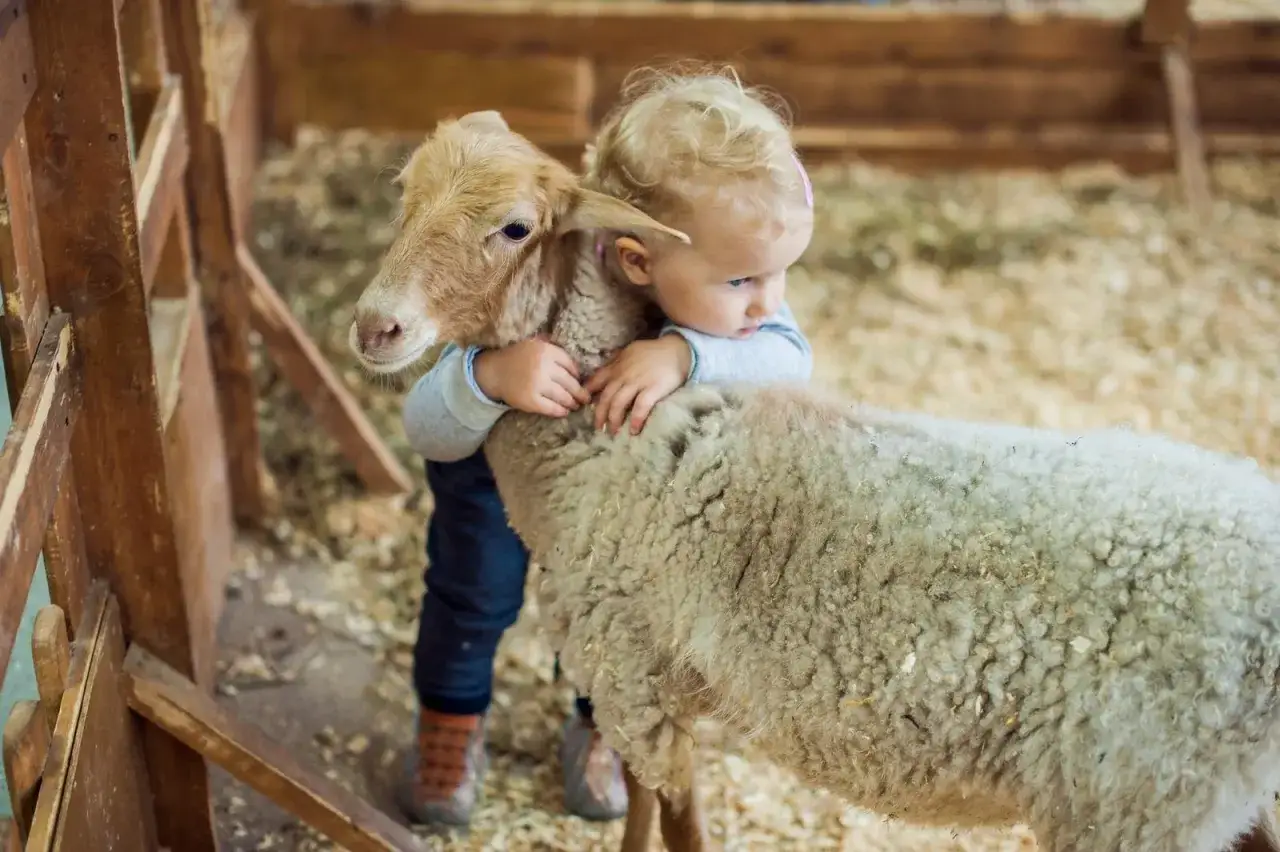 Un enfant câline un mouton lors d'une colonie de vacances à la ferme.