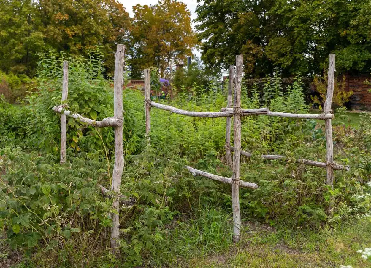 Structure rustique en bois pour soutenir les framboisiers. Une belle idée tuteur framboisier pour un jardin naturel.