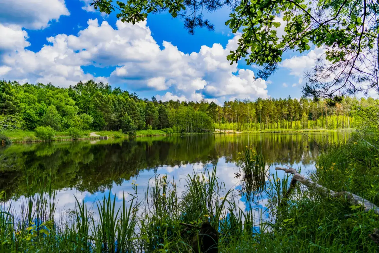 Spokojna tafla wody odbija bujną zieleń lasu i błękitne niebo z chmurami. To najczystsze jezioro w Polsce, oaza spokoju.