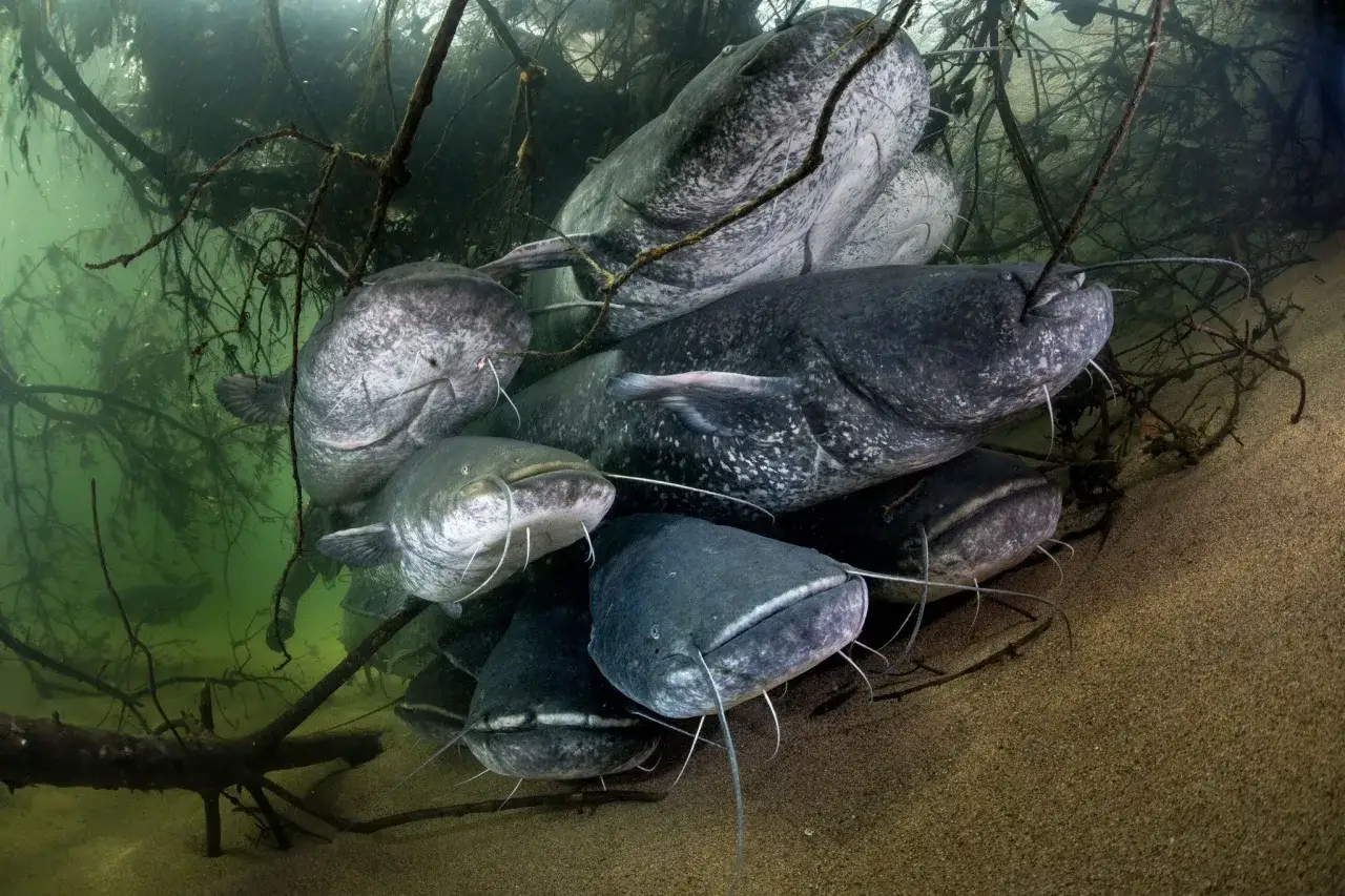 Mehrere große Welse drängen sich im trüben Wasser zwischen Ästen. Sie sehen aus, als würden sie sich über die Frage unterhalten, wie alt wird ein Wels.