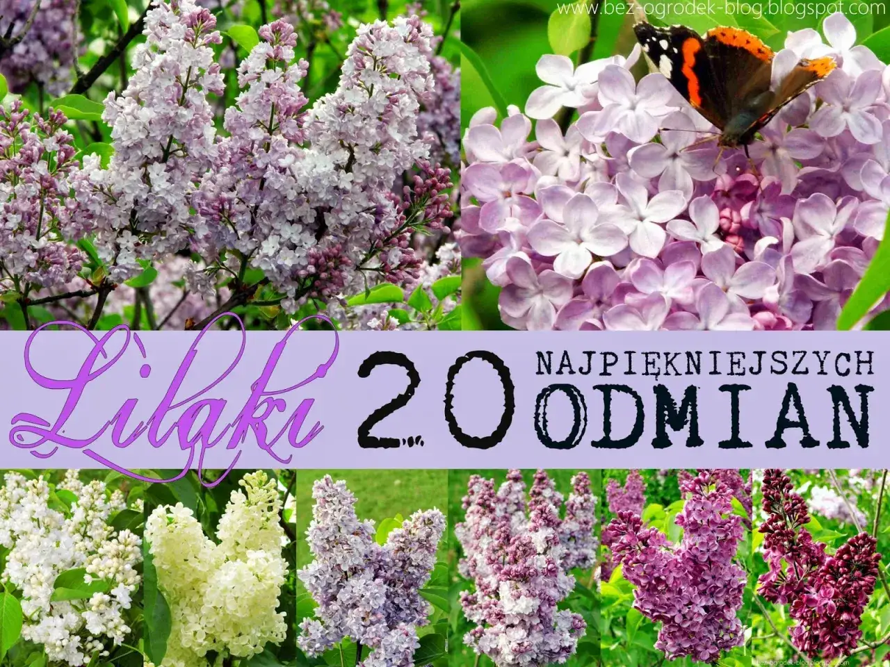 Kiedy kwitnie bez, pojawiają się bukiety kwiatów w odcieniach bieli, różu i fioletu. Na jednym z nich przysiadł motyl.