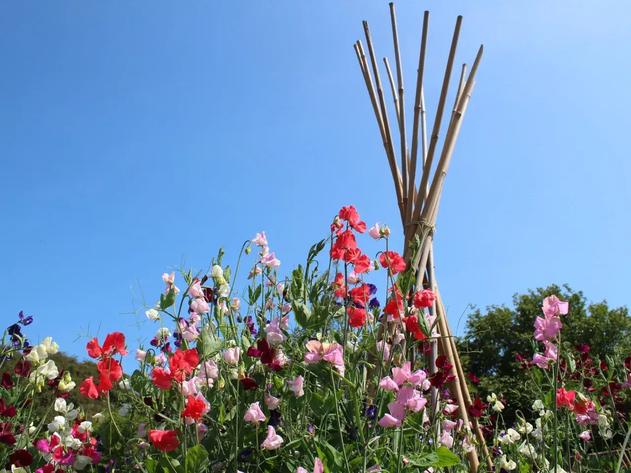 En färgsprakande rabatt med söta luktärter i nyanser av rosa, rött och lila. En bambuställning ger stöd åt klätterväxterna mot en klarblå himmel.