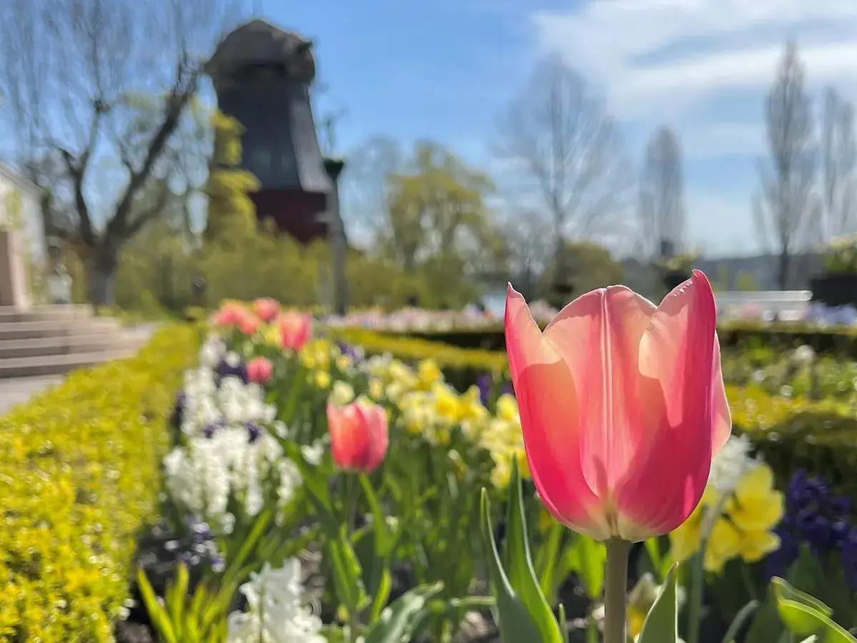 En rosa tulpan i förgrunden, med en blomsterrabatt och en väderkvarn i bakgrunden vid prins Eugens sommarhus.