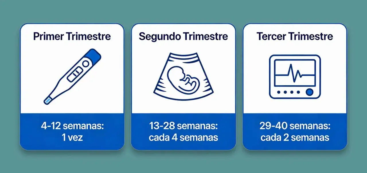 Ilustraci&oacute;n de embarazo: primer trimestre (test), segundo trimestre (ecograf&iacute;a de feto), tercer trimestre (monitor fetal). Semana 28 en segundo trimestre.