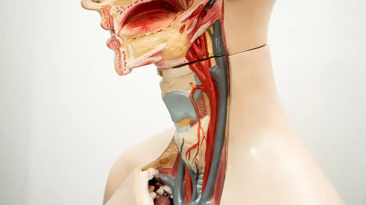 Model anatomiczny szyi z widocznymi naczyniami krwionośnymi i tchawicą. Wyobraź sobie uczucie włosów w gardle, gdy patrzysz na tę skomplikowaną budowę.