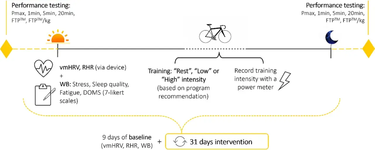 Zeitstrahl zeigt Trainingsstudie: Baseline (vmHRV, RHR, WB) gefolgt von 31 Tagen Intervention mit Leistungstests und Training.