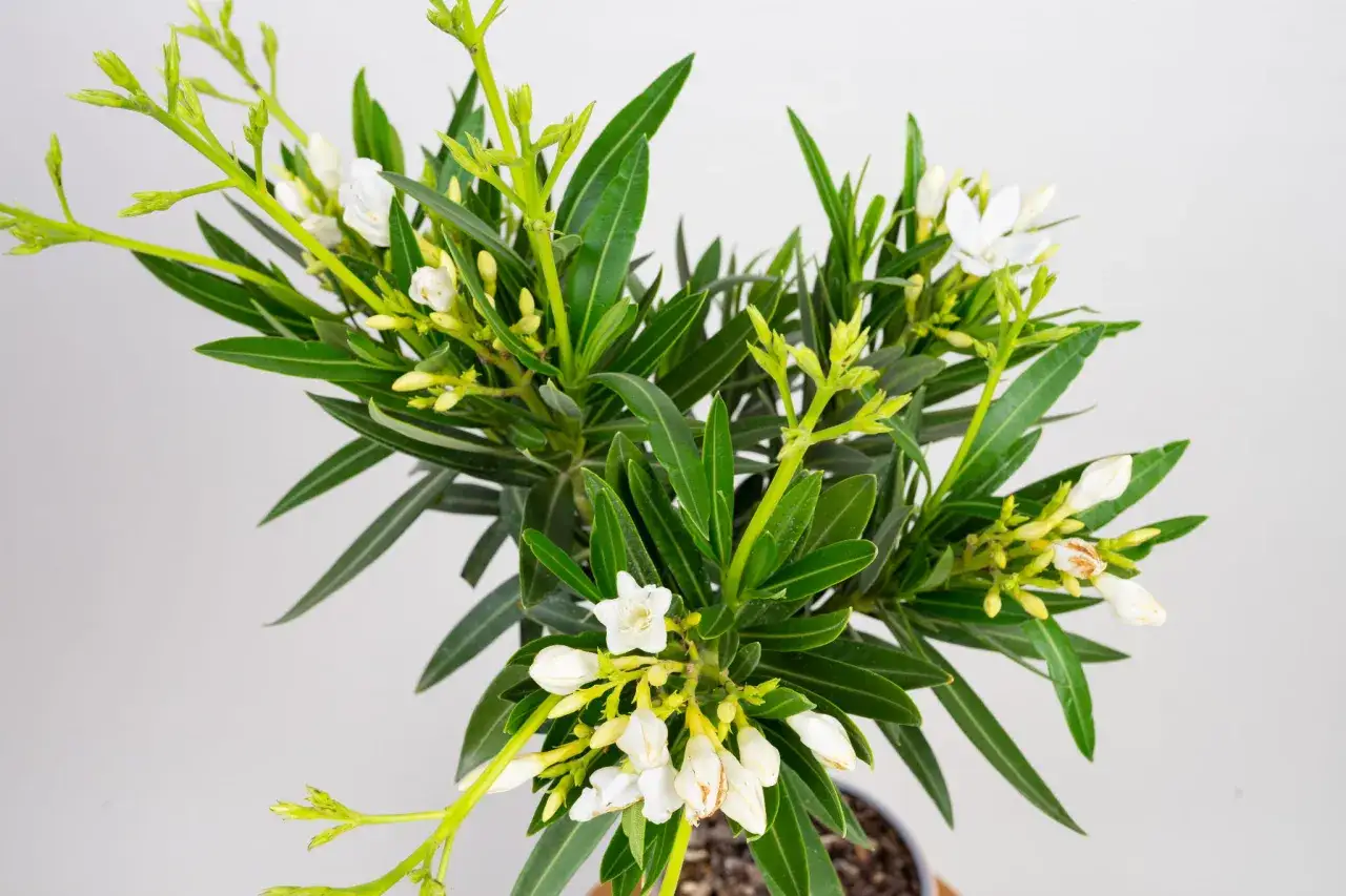 Kwitnący oleander z białymi kwiatami i zielonymi liśćmi. Dowiedz się, jak dbać o oleander, by pięknie rósł.