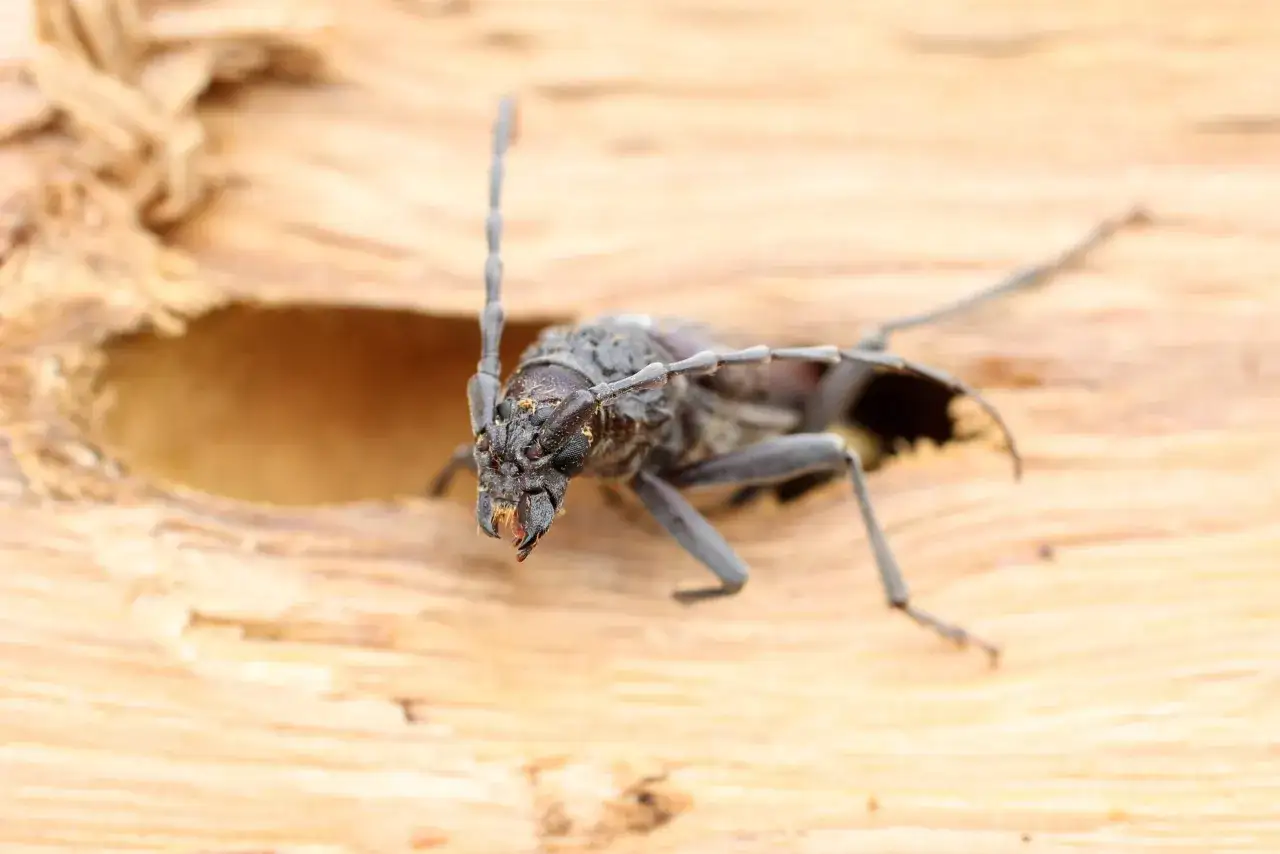 Gros plan d'un insecte xylophage aux longues antennes, pos&eacute; sur un morceau de bois.