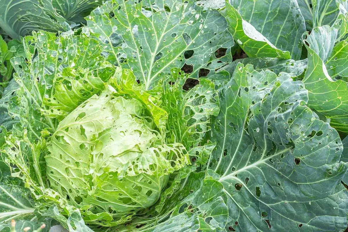 Gros plan sur un chou dont les feuilles ext&eacute;rieures sont cribl&eacute;es de trous, signe d'une maladie des choux. Les feuilles int&eacute;rieures sont encore saines.