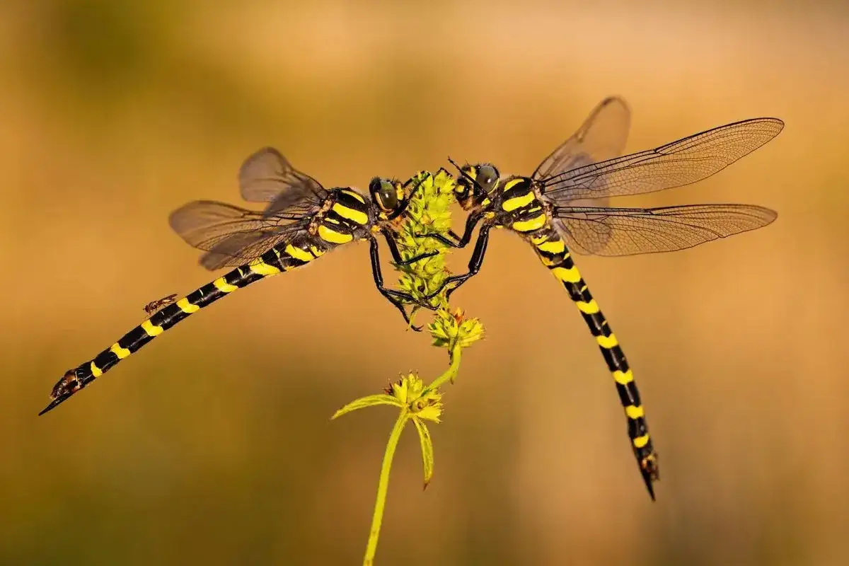 Zwei gelb-schwarze Libellen fressen an einer Pflanze. Sie zeigen, was fressen Libellen: Insekten!