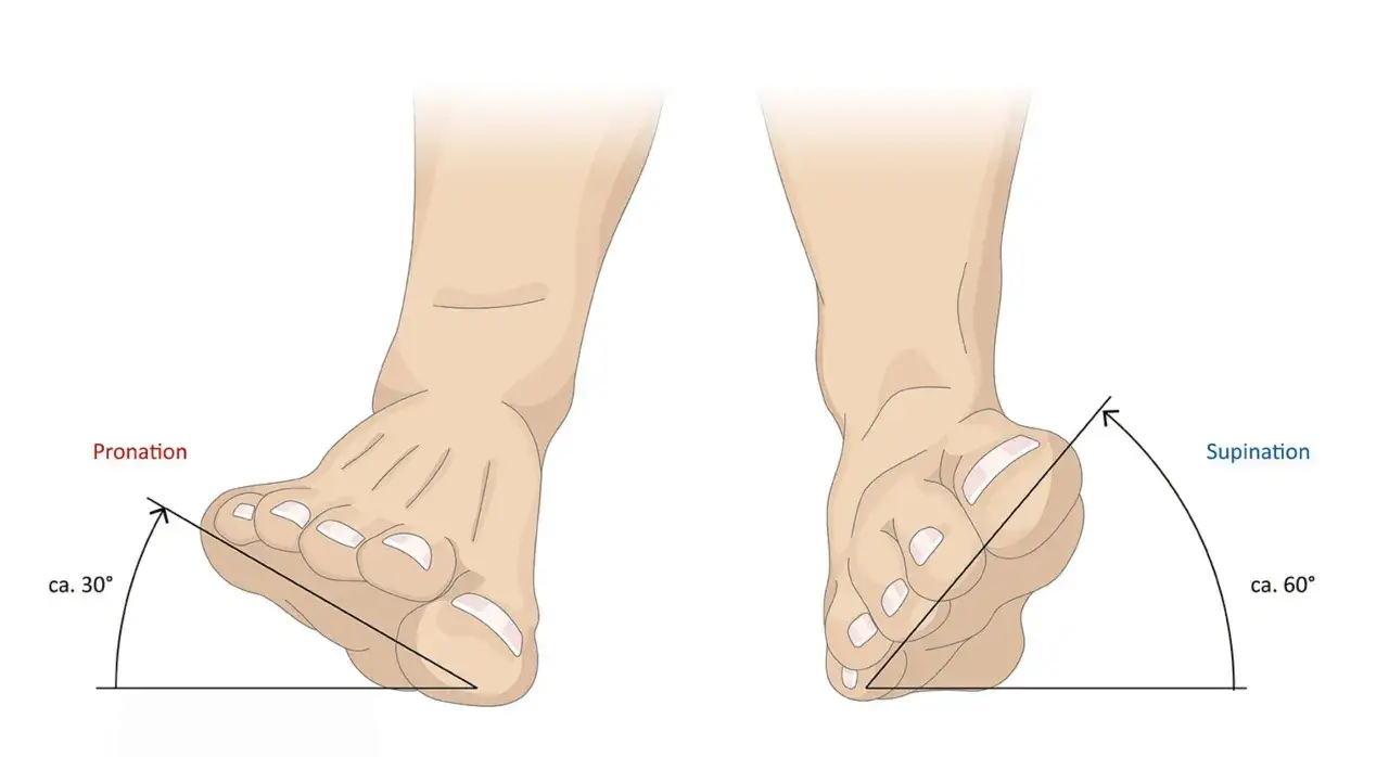 Illustration zeigt Pronation (ca. 30°) und Supination (ca. 60°) des Sprunggelenks.