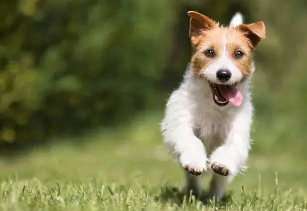 szczęśliwy Jack Russell Terrier