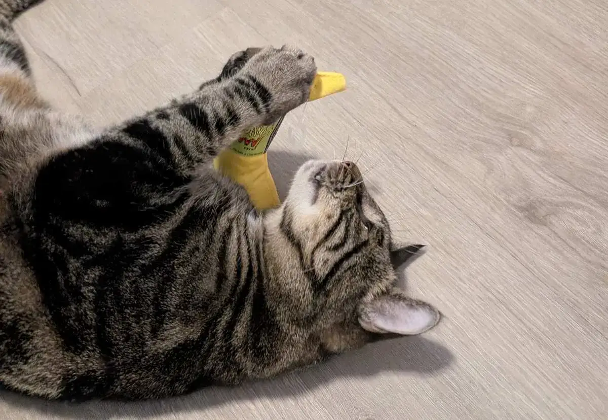 Un chat tigré s'amuse avec un jouet à l'herbe à chat, les pattes en l'air, sur un parquet clair.