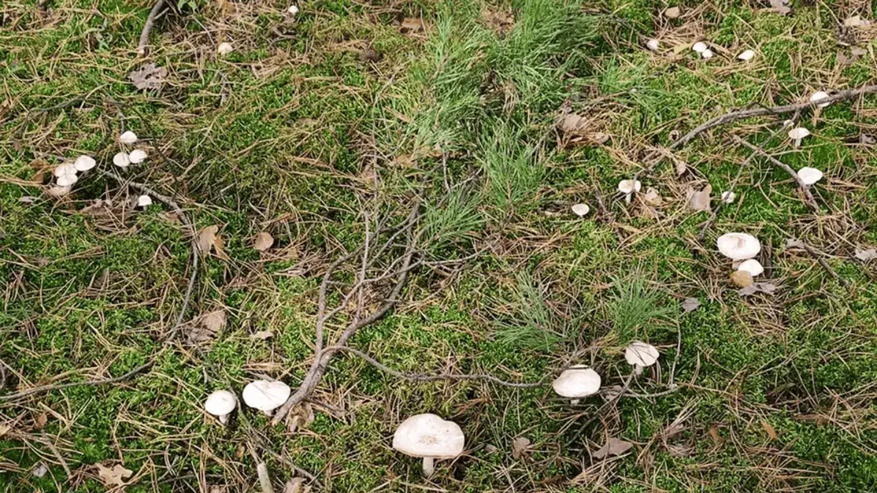 W lesie, na zielonym mchu i igliwiach, rosną liczne białe grzyby.