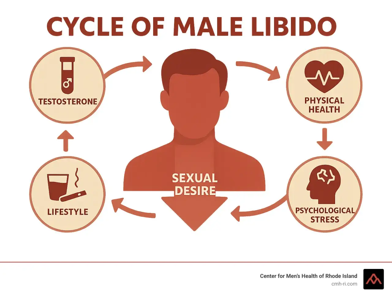 Sch&eacute;ma du cycle de la libido masculine : testost&eacute;rone, sant&eacute; physique, stress psychologique, style de vie influencent le d&eacute;sir sexuel, pouvant mener &agrave; un zero libido.