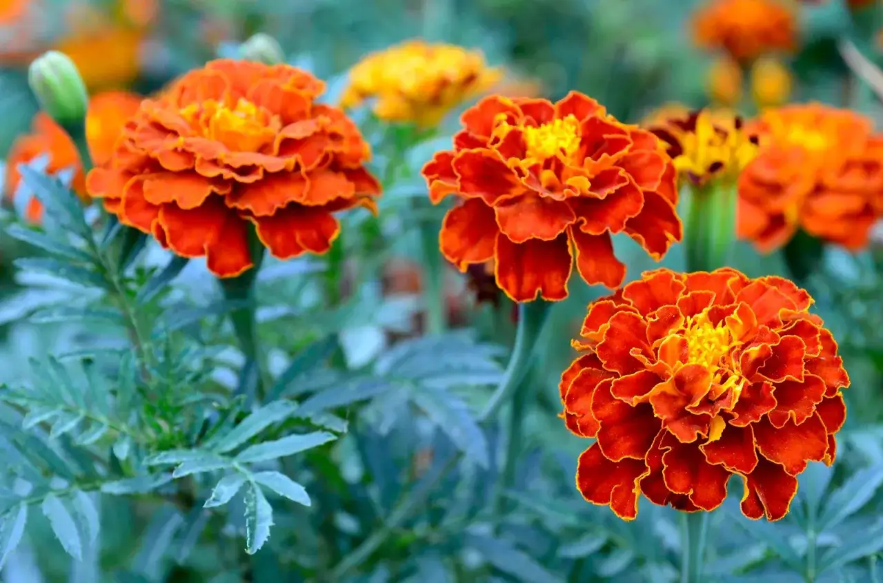 Vibrant orange marigolds bloom, but are marigolds poisonous to cats? These flowers are generally safe for felines.