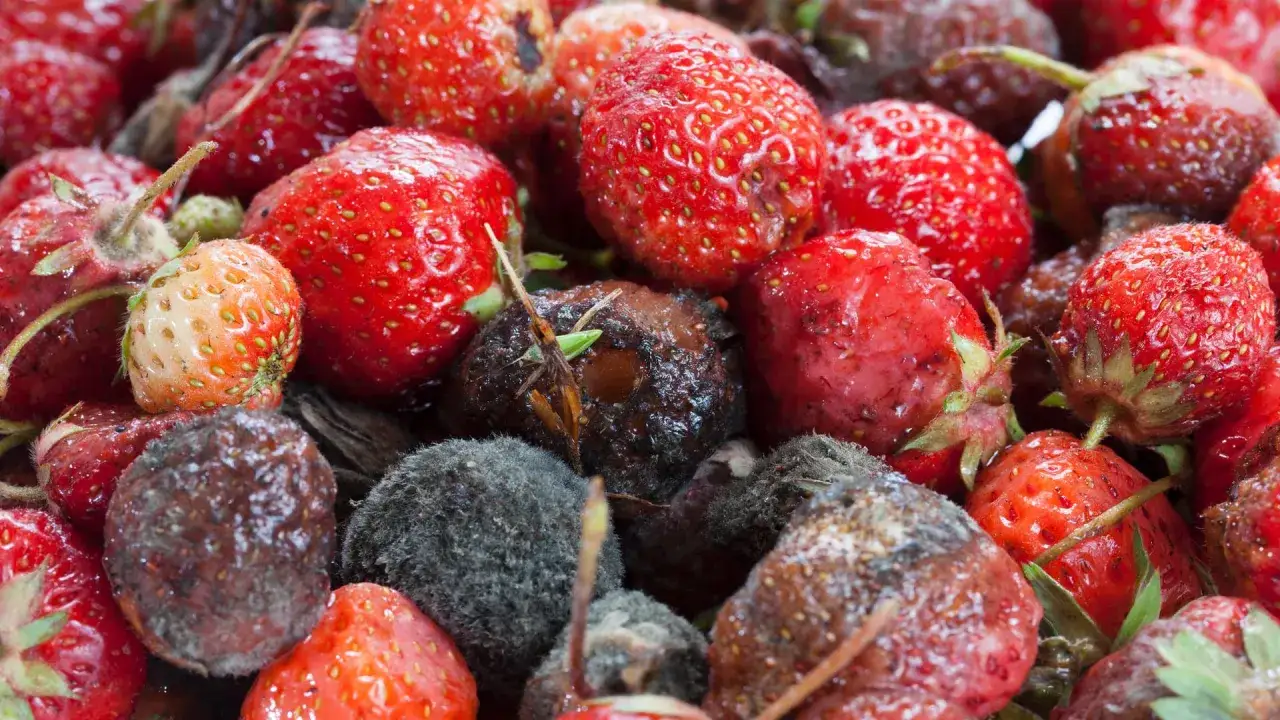 Verfaulte Erdbeeren mit grauem und braunem Schimmel, einige noch rot und frisch, andere bereits ungenießbar.