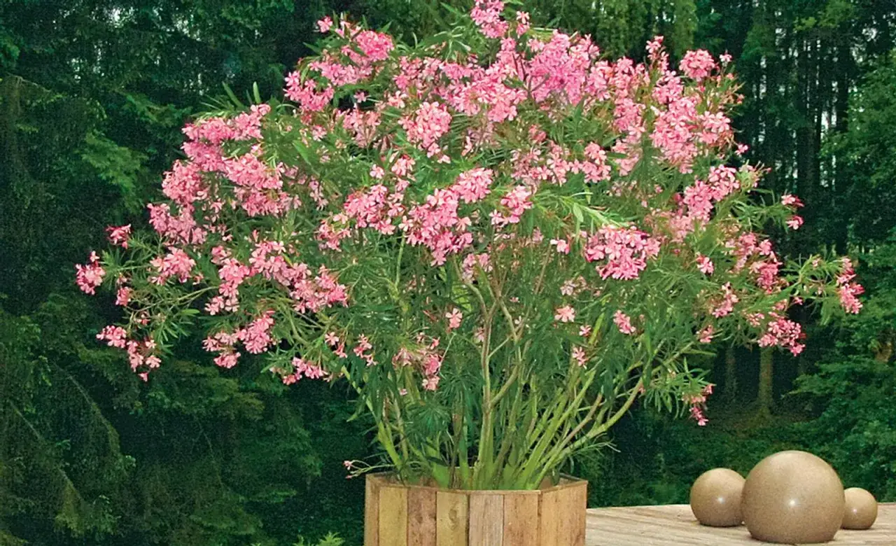 Ein üppiger Oleander mit rosa Blüten in einem Holzgefäß, geschützt vor dem drohenden Oleander Frost.