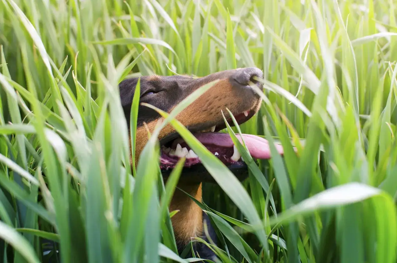 Un perro Doberman entre la hierba alta, con la boca abierta y la lengua fuera. Quizás se pregunte porque los perros comen hierba.