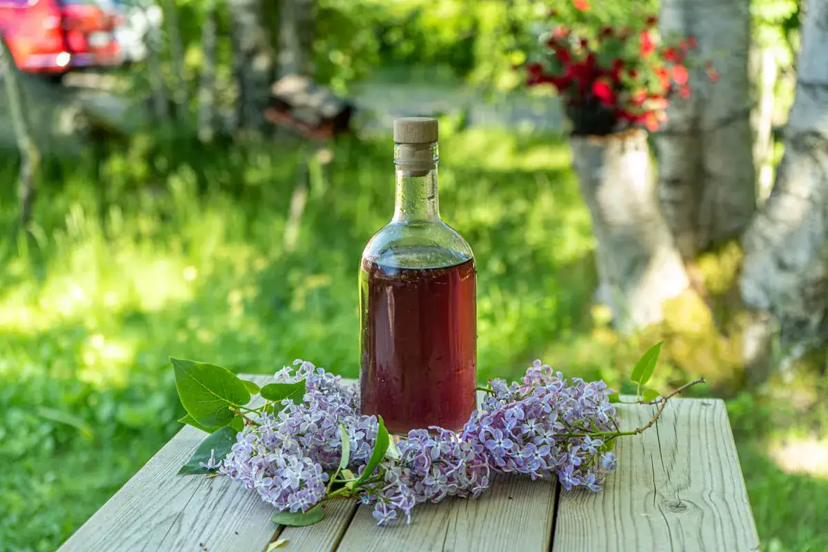 En flaska med syrensirap står på ett träbord, omgiven av syrenblommor. Ett perfekt syrensirap recept för sommaren.