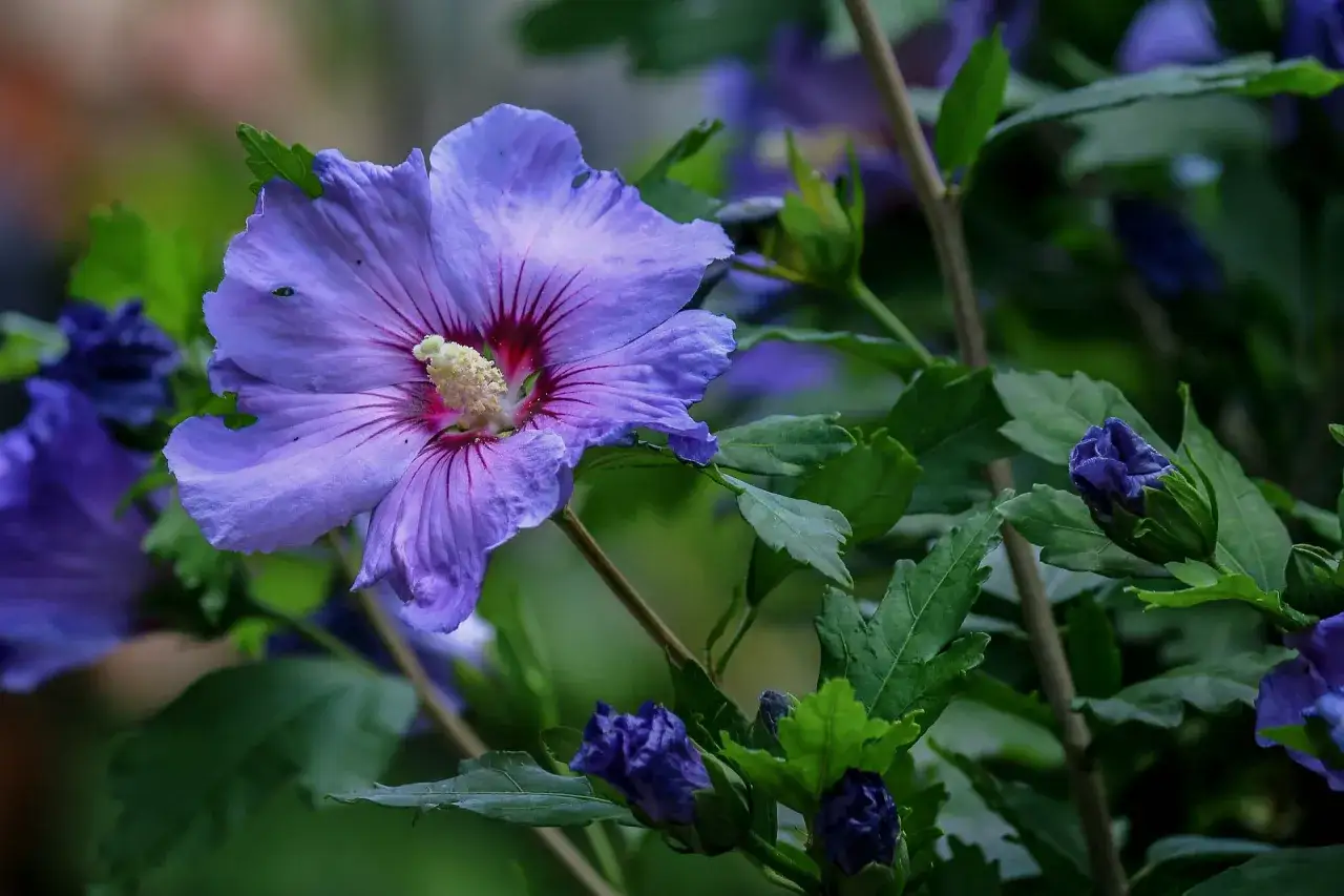 Piękny, fioletowy hibiskus kwitnie na żyznej ziemi, otoczony zielonymi liśćmi i pąkami.
