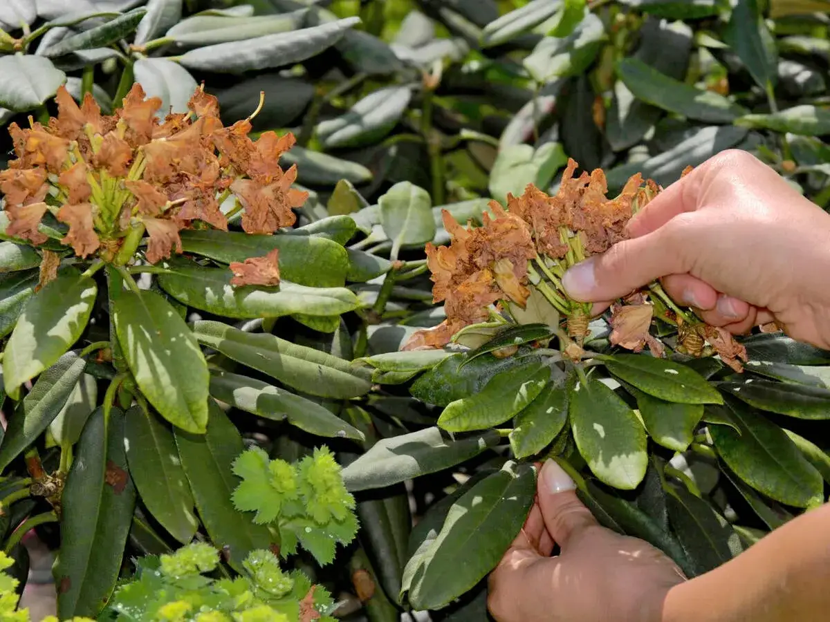 H&auml;nde entfernen verbl&uuml;hte Bl&uuml;tenst&auml;nde an einem Rhododendron. Der richtige Zeitpunkt, wann Rhododendron schneiden, ist nach der Bl&uuml;te.