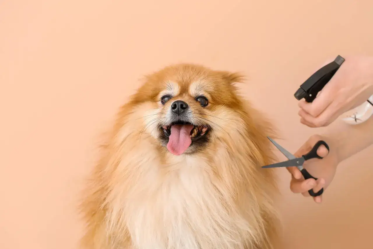 Pomeranian z wywieszonym językiem, kt&oacute;remu groomer przycina podszerstek u psa.
