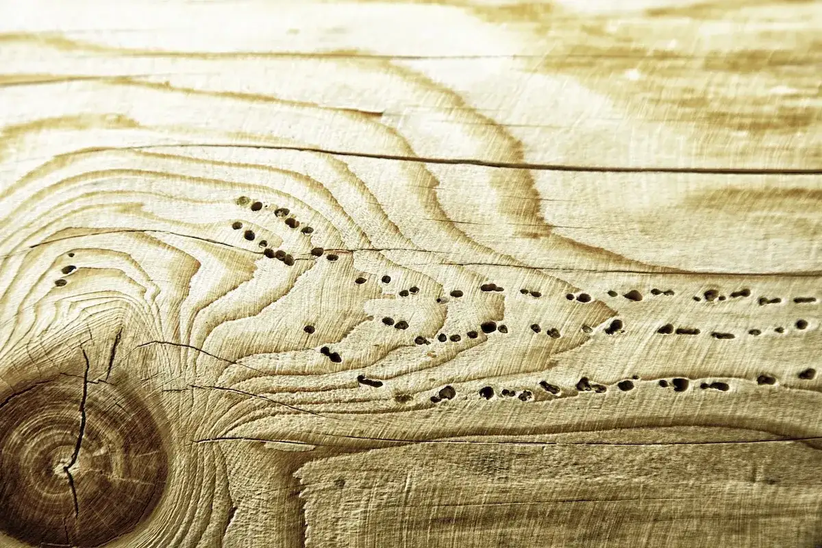 Detalles de madera con agujeros, evidencia de carcoma. Es hora de eliminar carcoma y restaurar la madera.