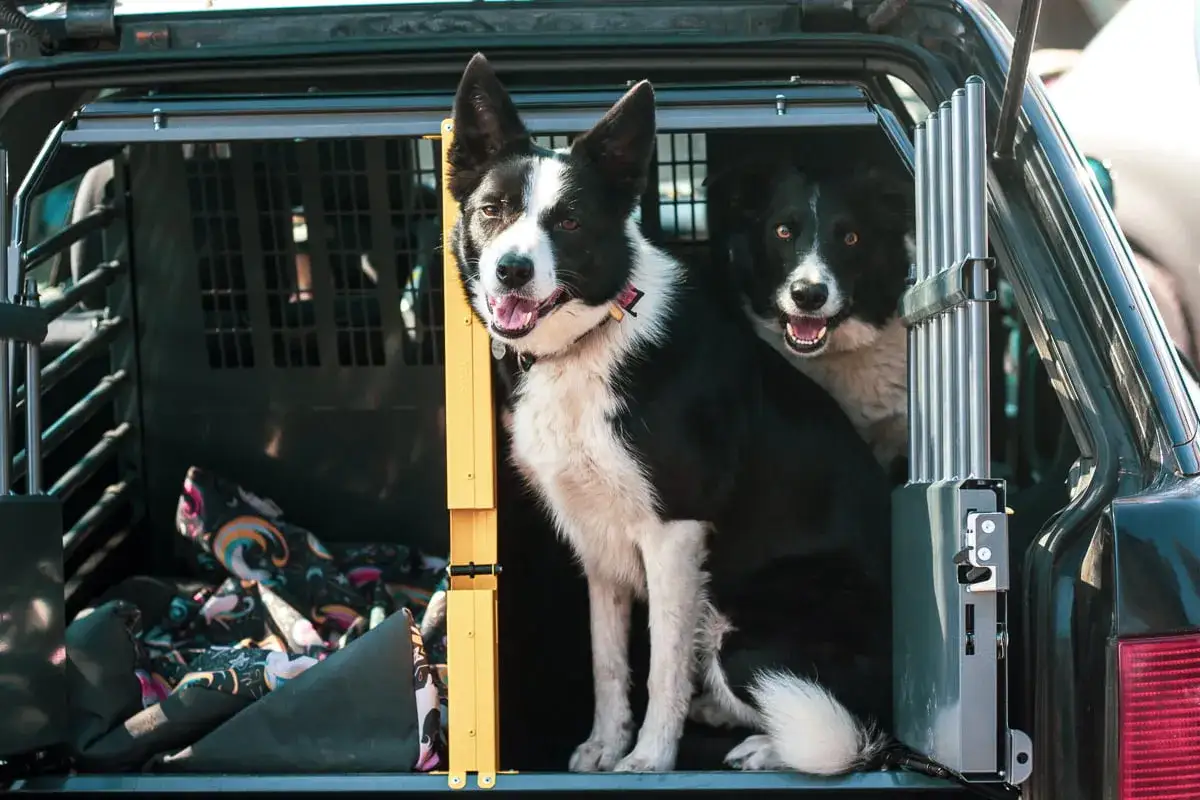 Dwa psy rasy border collie w klatce w samochodzie. Dowiedz się, jak uspokoić psa podczas jazdy samochodem, by podr&oacute;ż była przyjemna.