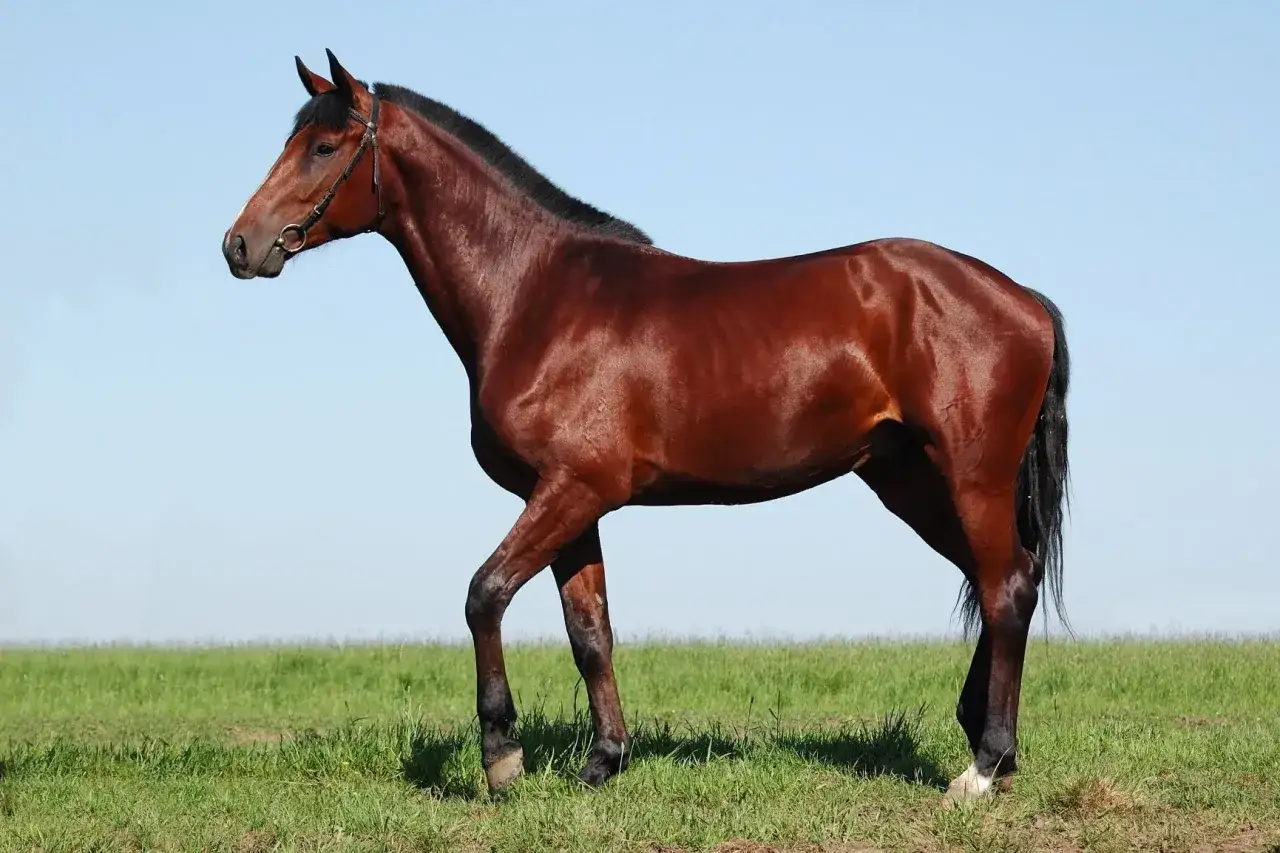 Un magnifique cheval Oldenburg, robe baie, se tient fièrement dans un pré verdoyant sous un ciel bleu clair.